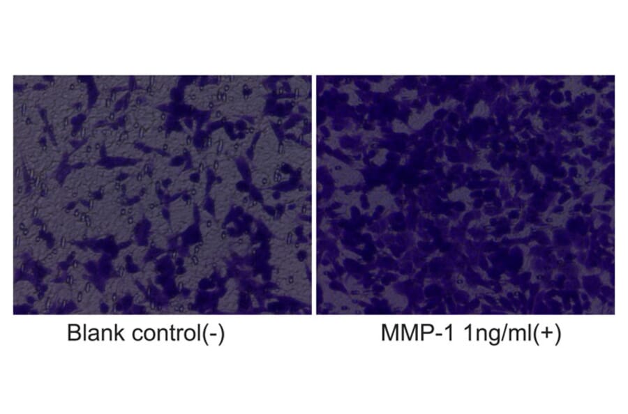 Cell Migration Assay - Recombinant Human MMP1 Protein (C-terminal His Tag) (A331066) - Antibodies.com