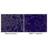 Cell Migration Assay - Recombinant Human MMP1 Protein (C-terminal His Tag) (A331066) - Antibodies.com