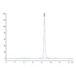 SEC-HPLC - Recombinant Human MMP8 Protein (C-terminal His Tag) (A331070) - Antibodies.com