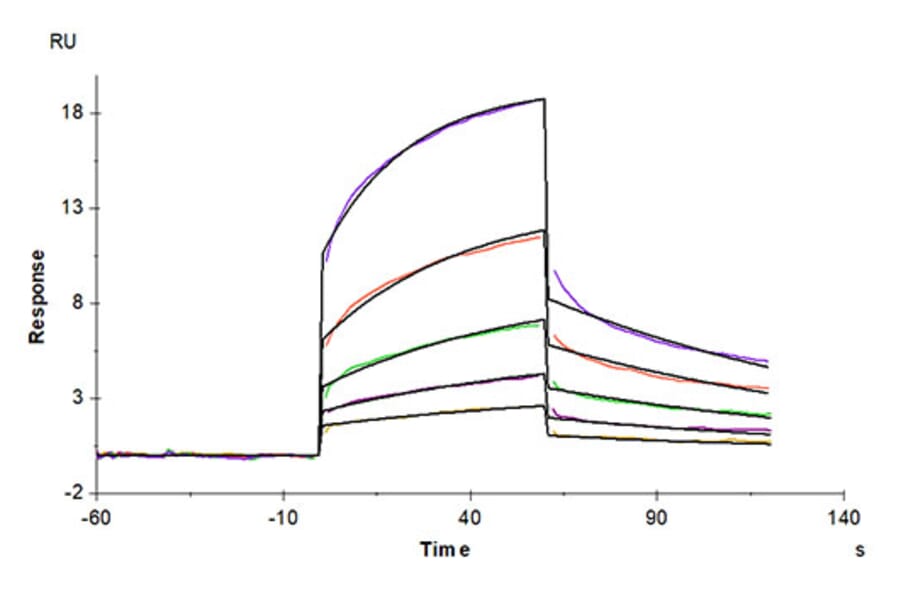 SPR Assay - Recombinant Human MMP8 Protein (C-terminal His Tag) (A331070) - Antibodies.com
