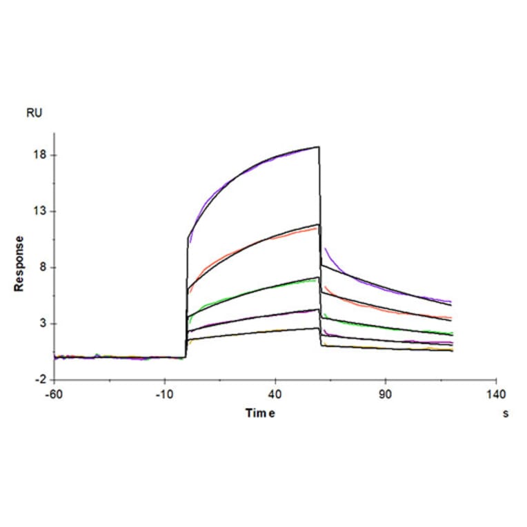 SPR Assay - Recombinant Human MMP8 Protein (C-terminal His Tag) (A331070) - Antibodies.com