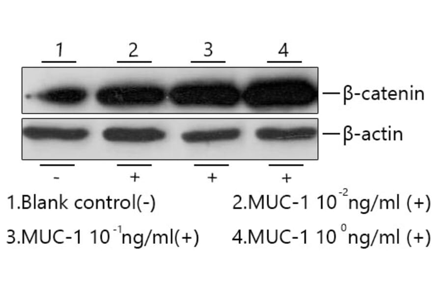 Western Blot - Recombinant Human MUC1 Protein (C-terminal Human Fc and His Tag) (A331074) - Antibodies.com