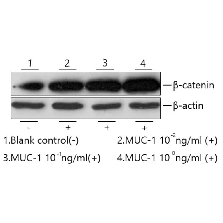 Western Blot - Recombinant Human MUC1 Protein (C-terminal Human Fc and His Tag) (A331074) - Antibodies.com