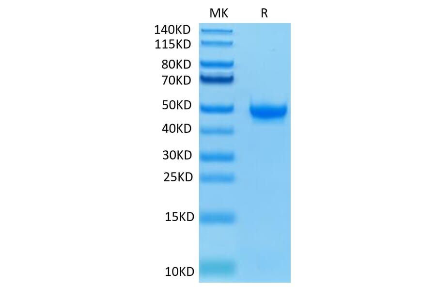 Tris-Bis PAGE - Recombinant Human Nectin 2 Protein (Biotin) (C-terminal His and Avi Tag) (A331090) - Antibodies.com