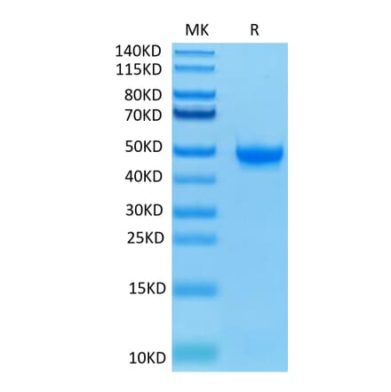 Tris-Bis PAGE - Recombinant Human Nectin 2 Protein (Biotin) (C-terminal His and Avi Tag) (A331090) - Antibodies.com