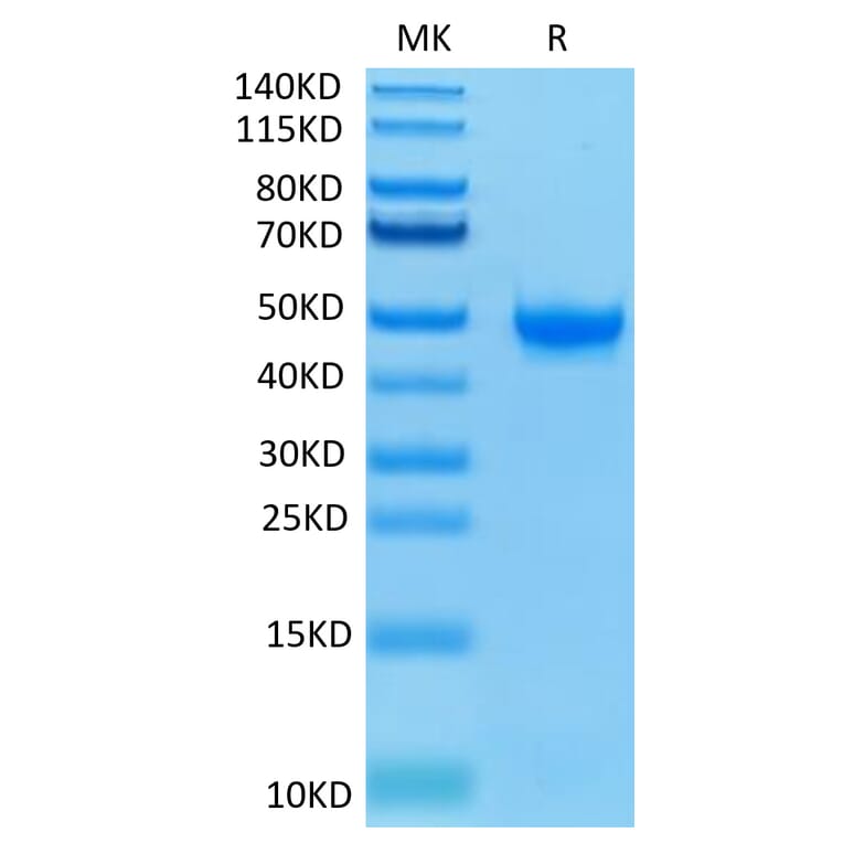 Tris-Bis PAGE - Recombinant Human Nectin 2 Protein (Biotin) (C-terminal His and Avi Tag) (A331090) - Antibodies.com
