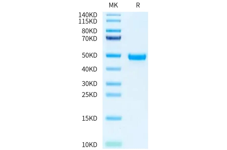 Tris-Bis PAGE - Recombinant Human Nectin 2 Protein (A331091) - Antibodies.com