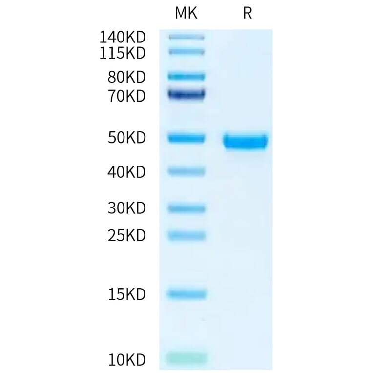 Tris-Bis PAGE - Recombinant Human Nectin 2 Protein (A331091) - Antibodies.com
