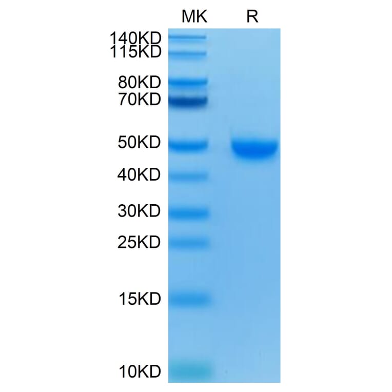 Tris-Bis PAGE - Recombinant Human Nectin 2 Protein (C-terminal His and Avi Tag) (A331092) - Antibodies.com