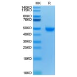 Tris-Bis PAGE - Recombinant Human Nectin 2 Protein (C-terminal His and Avi Tag) (A331092) - Antibodies.com