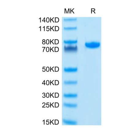 Tris-Bis PAGE - Recombinant Human Nectin 2 Protein (C-terminal Human Fc Tag) (A331093) - Antibodies.com