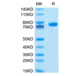 Tris-Bis PAGE - Recombinant Human Nectin 2 Protein (C-terminal Human Fc Tag) (A331093) - Antibodies.com