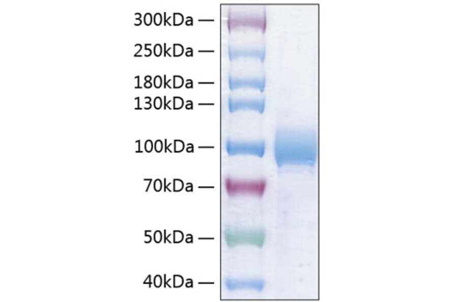 SDS-PAGE - Recombinant Human Nectin 3 Protein (C-terminal Human Fc and His Tag) (A331094) - Antibodies.com