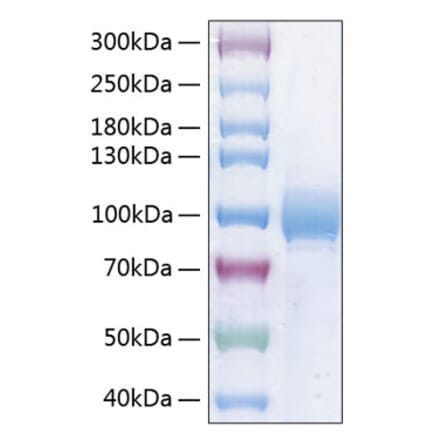 SDS-PAGE - Recombinant Human Nectin 3 Protein (C-terminal Human Fc and His Tag) (A331094) - Antibodies.com