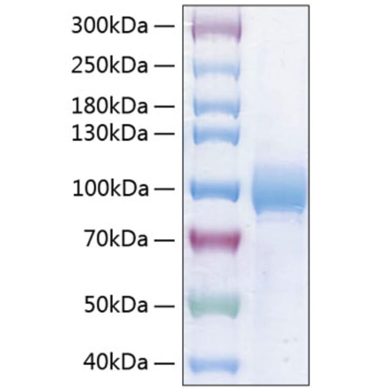 SDS-PAGE - Recombinant Human Nectin 3 Protein (C-terminal Human Fc and His Tag) (A331094) - Antibodies.com