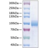 SDS-PAGE - Recombinant Human Nectin 3 Protein (C-terminal Human Fc and His Tag) (A331094) - Antibodies.com