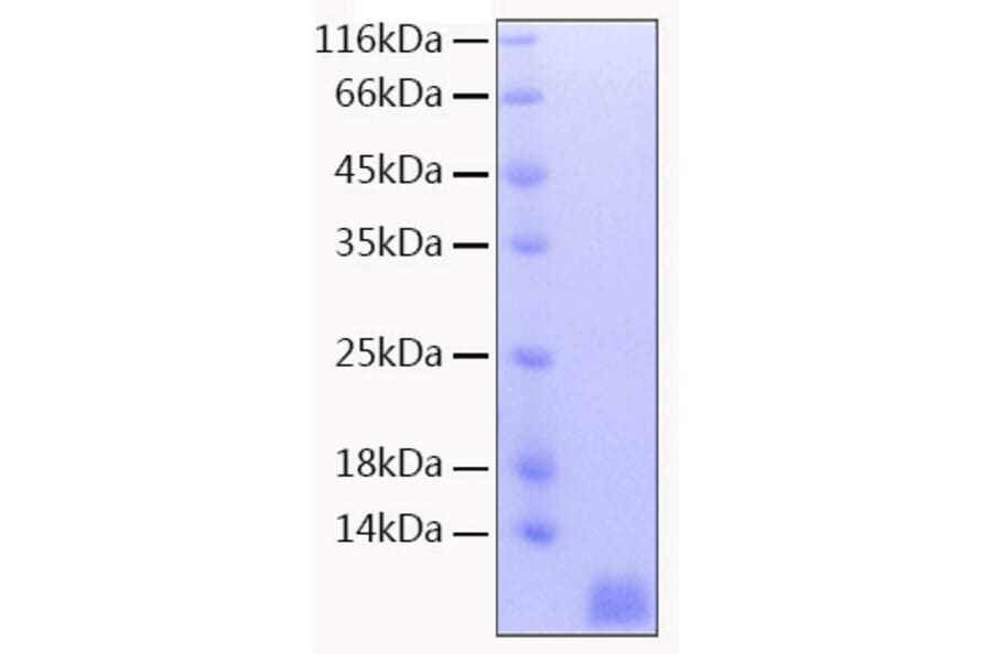 SDS-PAGE - Recombinant Human NEDD8 Protein (C-terminal His Tag) (A331095) - Antibodies.com