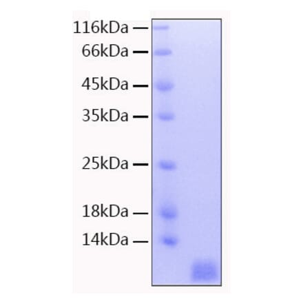 SDS-PAGE - Recombinant Human NEDD8 Protein (C-terminal His Tag) (A331095) - Antibodies.com