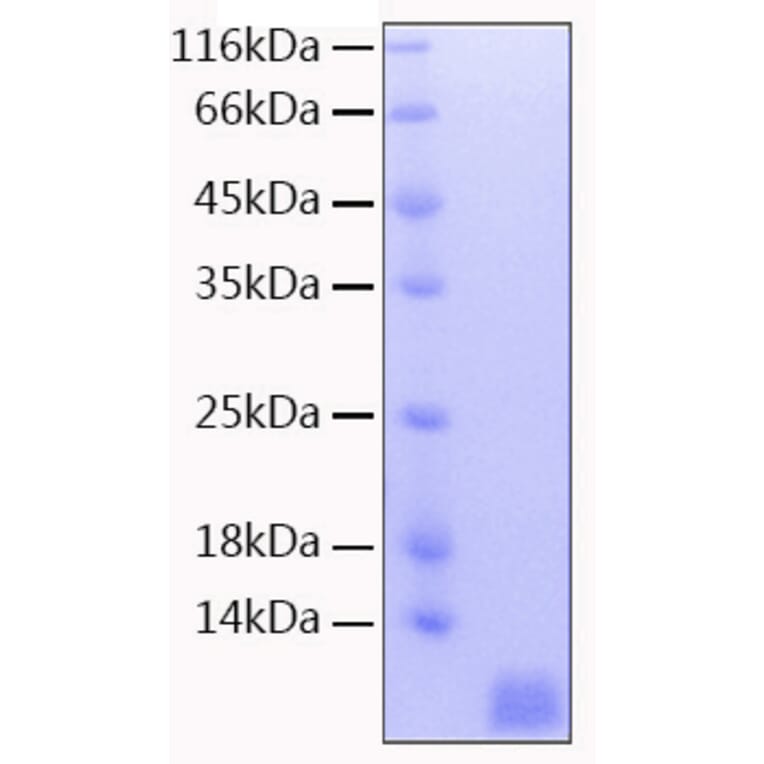 SDS-PAGE - Recombinant Human NEDD8 Protein (C-terminal His Tag) (A331095) - Antibodies.com