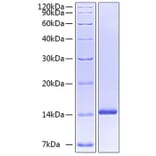 SDS-PAGE - Recombinant Human Neurotrophin 3 Protein (A331098) - Antibodies.com
