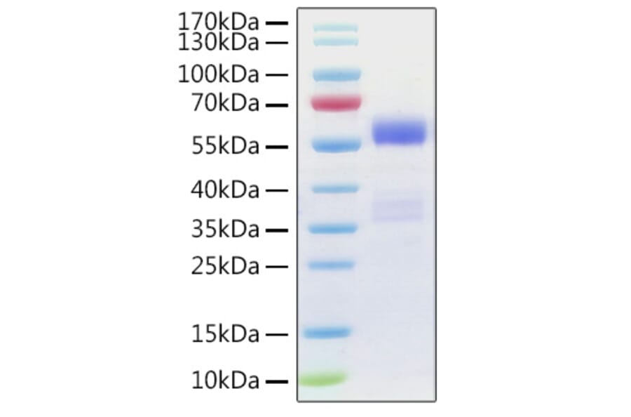 SDS-PAGE - Recombinant Human NF-kB p65 Protein (N-terminal GST Tag) (A331099) - Antibodies.com