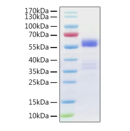 SDS-PAGE - Recombinant Human NF-kB p65 Protein (N-terminal GST Tag) (A331099) - Antibodies.com