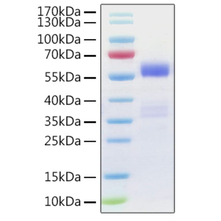 SDS-PAGE - Recombinant Human NF-kB p65 Protein (N-terminal GST Tag) (A331099) - Antibodies.com