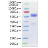 SDS-PAGE - Recombinant Human NF-kB p65 Protein (N-terminal GST Tag) (A331099) - Antibodies.com