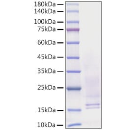 SDS-PAGE - Recombinant Human NGF Protein (C-terminal His Tag) (A331100) - Antibodies.com