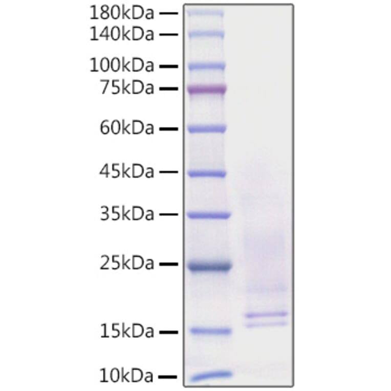 SDS-PAGE - Recombinant Human NGF Protein (C-terminal His Tag) (A331100) - Antibodies.com