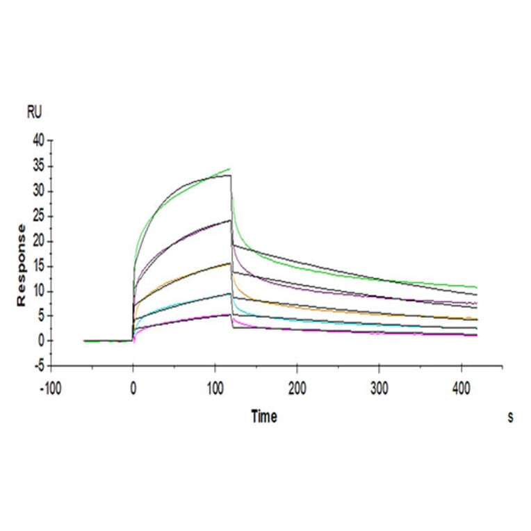 SPR Assay - Recombinant Human NKG2A + CD94 Protein (C-terminal Mouse Fc Tag) (A331102) - Antibodies.com