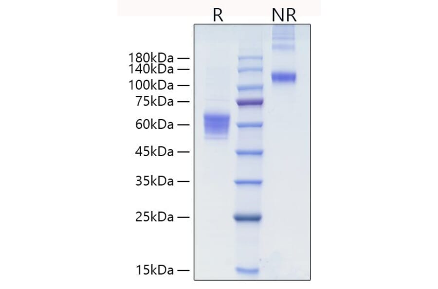 SDS-PAGE - Recombinant human NKG2D Protein (N-terminal Human Fc Tag) (A331107) - Antibodies.com