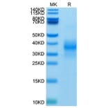 Tris-Bis PAGE - Recombinant Human NKG2D Protein (Biotin) (N-terminal His and Avi Tag) (A331108) - Antibodies.com