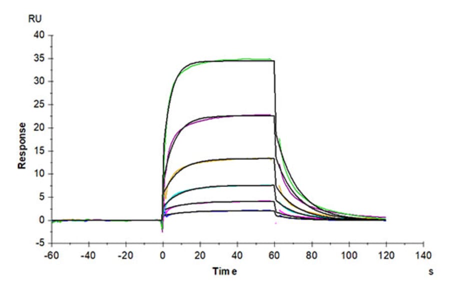 SPR Assay - Recombinant Human Notch1 Protein (C-terminal His and Avi Tag) (A331115) - Antibodies.com