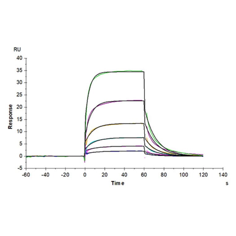 SPR Assay - Recombinant Human Notch1 Protein (C-terminal His and Avi Tag) (A331115) - Antibodies.com