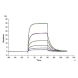 SPR Assay - Recombinant Human Notch1 Protein (C-terminal His and Avi Tag) (A331115) - Antibodies.com