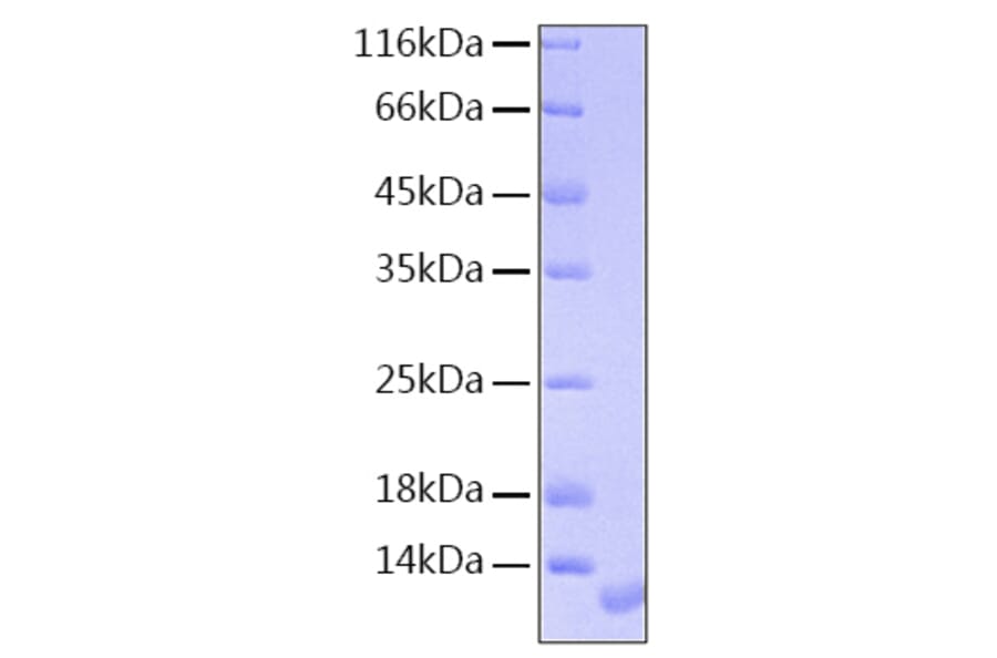 SDS-PAGE - Recombinant Human NRG1 Protein (A331118) - Antibodies.com
