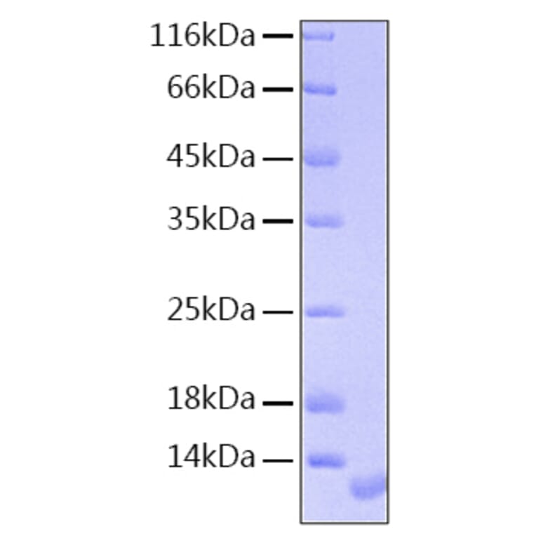 SDS-PAGE - Recombinant Human NRG1 Protein (A331118) - Antibodies.com