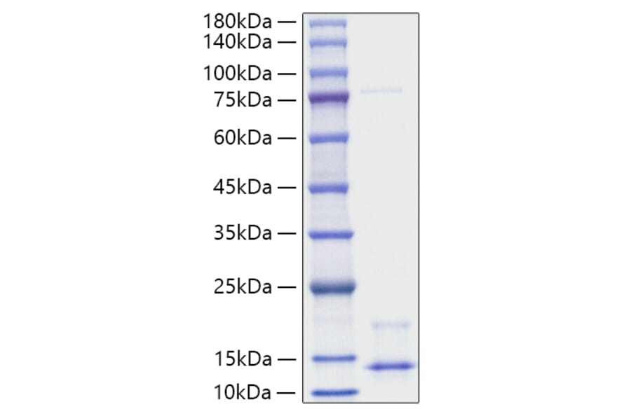SDS-PAGE - Recombinant Human NRG1 Protein (A331119) - Antibodies.com