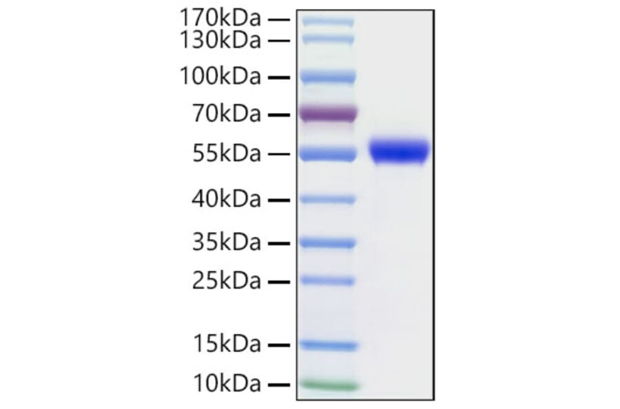 SDS-PAGE - Recombinant Human NSE Protein (N-terminal His Tag) (A331121) - Antibodies.com