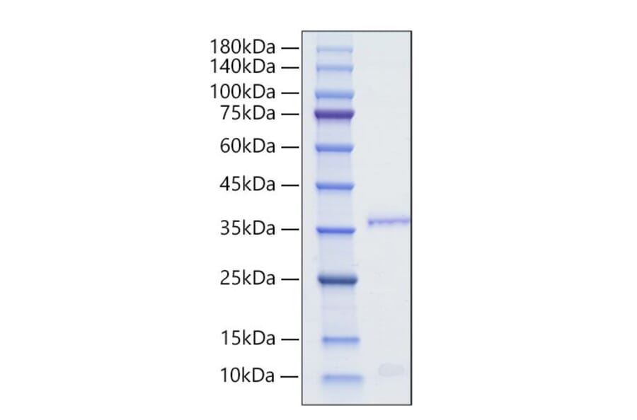 SDS-PAGE - Recombinant Human Orexin Protein (N-terminal Human Fc Tag) (A331128) - Antibodies.com
