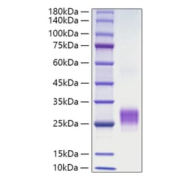 SDS-PAGE - Recombinant Human OX40L Protein (N-terminal His Tag) (A331133) - Antibodies.com