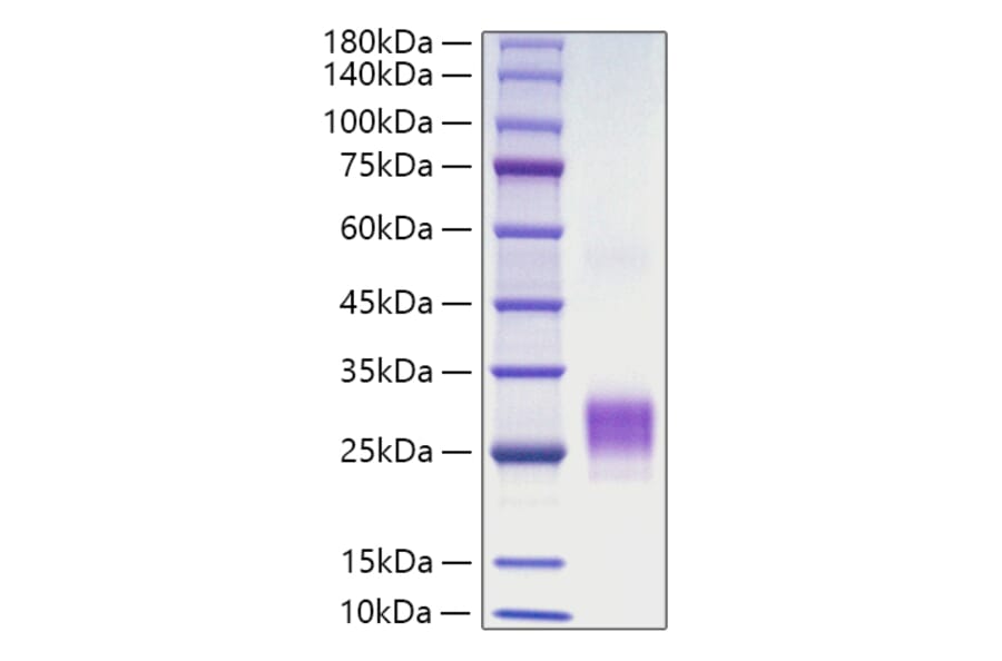 SDS-PAGE - Recombinant Human OX40L Protein (N-terminal His Tag) (A331133) - Antibodies.com