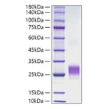 SDS-PAGE - Recombinant Human OX40L Protein (N-terminal His Tag) (A331133) - Antibodies.com