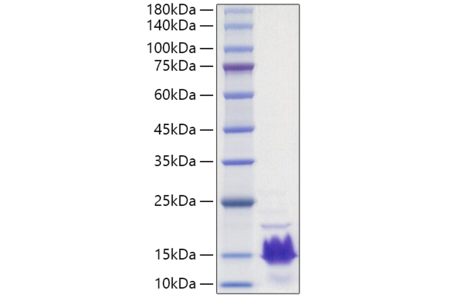 SDS-PAGE - Recombinant Human Parathyroid Hormone Protein (A331135) - Antibodies.com