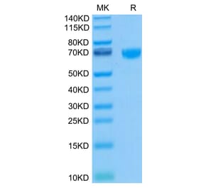 Tris-Bis PAGE - Recombinant Human PD1 Protein (Biotin) (C-terminal Human Fc and Avi Tag) (A331144) - Antibodies.com