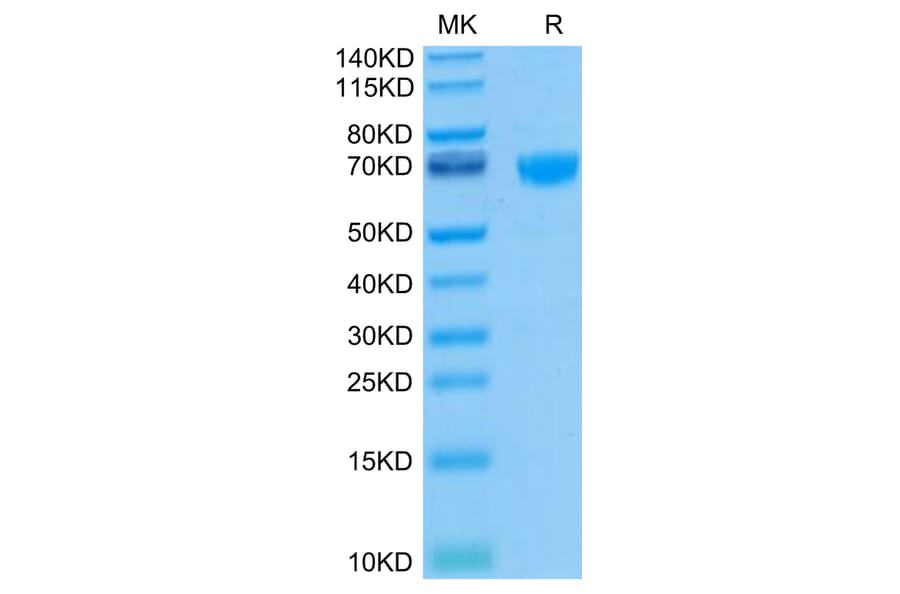 Tris-Bis PAGE - Recombinant Human PD1 Protein (Biotin) (C-terminal Human Fc and Avi Tag) (A331144) - Antibodies.com