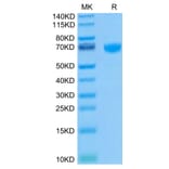 Tris-Bis PAGE - Recombinant Human PD1 Protein (Biotin) (C-terminal Human Fc and Avi Tag) (A331144) - Antibodies.com