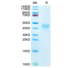 Tris-Bis PAGE - Recombinant Human PD1 Protein (Biotin) (C-terminal His and Avi Tag) (A331145) - Antibodies.com