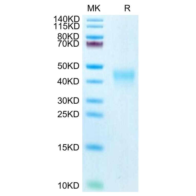 Tris-Bis PAGE - Recombinant Human PD1 Protein (Biotin) (C-terminal His and Avi Tag) (A331145) - Antibodies.com